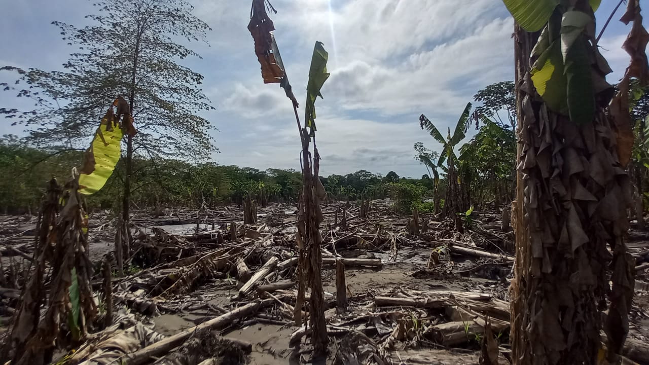 Fotografia colorida. A imagem mostra a destruição de uma plantação de bananeira em uma área ribeirinha impactada pela enchente. O solo está coberto de lama e detritos, com muitas árvores e plantas tombadas ou severamente danificadas. As poucas bananeiras que ainda estão de pé apresentam folhas rasgadas e troncos destruídos. O céu está com o sol brilhando por entre as nuvens.