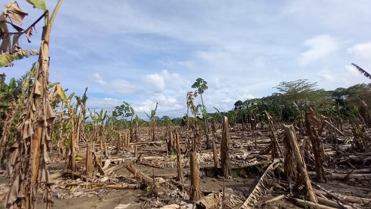Centenas de pés de bananeiras devastados, com folhas secas umas sobre as outras, um céu azul limpo ao fundo e um pouco de floresta.