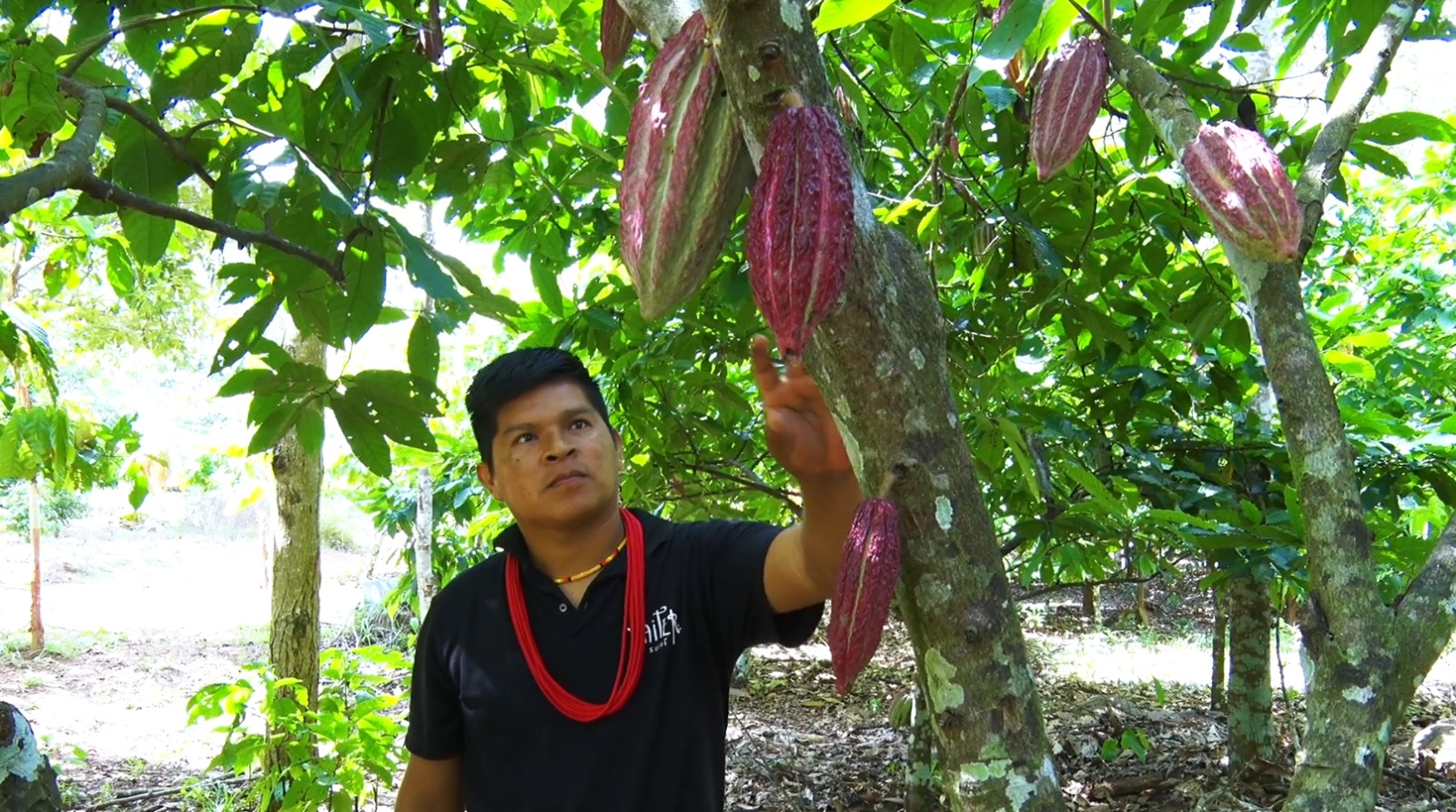 O jovem indígena Oyago Suruí observa com atenção os frutos do cacau em um dos pés cultivados no sistema agroflorestal do Território Indígena Sete de Setembro. Ele veste camisa preta com colar vermelho tradicional e está cercado por árvores em um ambiente de sombra.